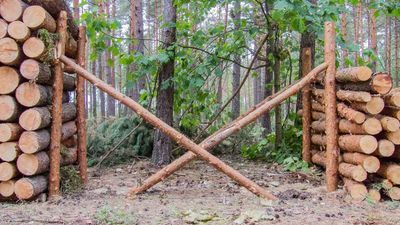 Drewno przygotowane do wywiezienia z lasu po wycince