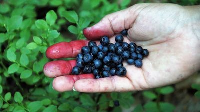 GIS apeluje, aby zachowywać zasady higieny podczas i po pracy w polu, ogrodzie, lesie; pamiętać o myciu rąk po kontakcie ze zwierzętami, myć owoce leśne, chronić posesję przed lisami poprzez ogradzanie domostw i zabezpieczać śmietniki przed dzikimi zwierzętami