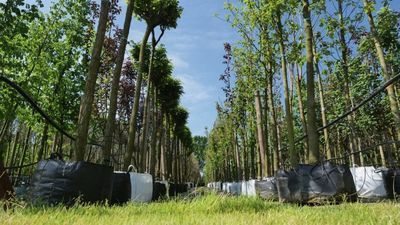 Jeśli na danym osiedlu w Poznaniu do urn pójdzie 80 proc. mieszkańców to między blokami pojawi się 80 nowych drzew