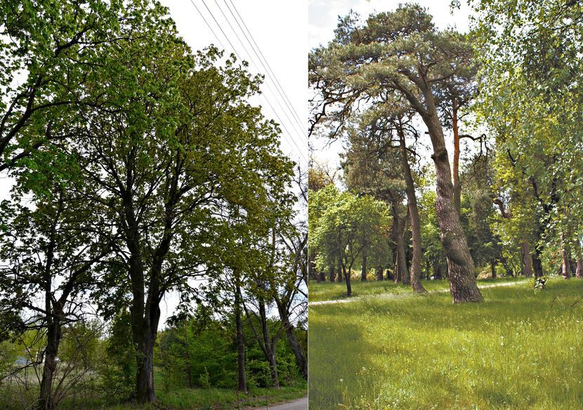 Inicjatywa Między Drzewami stara się o nadanie statusu pomników przyrody nie tylko dziewięciu drzewom rosnącym w miejskim parku. We wniosku złożonym w połowie maja w Urzędzie Miejskim we Włodawie mowa jest o 37 drzewach<br />
