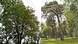 Inicjatywa Między Drzewami stara się o nadanie statusu pomników przyrody nie tylko dziewięciu drzewom rosnącym w miejskim parku. We wniosku złożonym w połowie maja w Urzędzie Miejskim we Włodawie mowa jest o 37 drzewach
