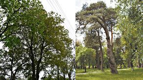 Inicjatywa Między Drzewami stara się o nadanie statusu pomników przyrody nie tylko dziewięciu drzewom rosnącym w miejskim parku. We wniosku złożonym w połowie maja w Urzędzie Miejskim we Włodawie mowa jest o 37 drzewach
