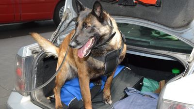 Idea - pies służbowy NOSG