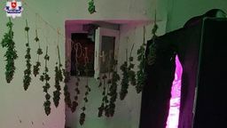 Świdnik. Urządził sobie suszarnie marihuany. Rozwiesił krzaki jak pranie