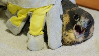 Jeden z dwóch sokołów, które zostały przywiezione w sobotę do Lubartowa.