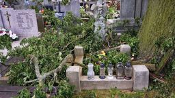 Gałęzie po wycince