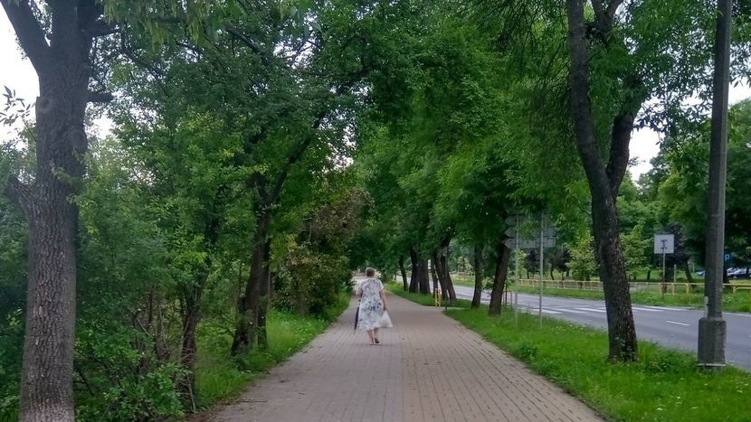 W 2018 doliczono się rosnących w Chełmie 850 kasztanowców białych, z czego 392 drzew leczono, a do spalenia oddano 1883 worków z zakażonymi liśćmi,