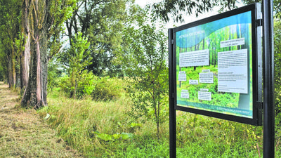 Rusz nad Wieprz szlakiem topoli. Powstała tam ścieżka ekologiczna