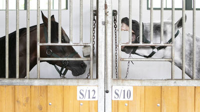 Prokuratura nadal prześwietla stadninę w Janowie Podlaskim. Śledztwo przedłużone już po raz dziewiąty