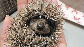 Egzotarium ratuje na przykład: młode, ślepe, wycieńczone jeże. Tego na środku ruchliwej drogi w pobliżu miejscowości Wohyń znalazł pan, który kilka godzin próbował znaleźć pomoc w okolicy. Przejechał 80 km i jeżyk jest najnowszym podopiecznym fundacji Epicrates. Nowa siedziba jest potrzebna, by fachowo pomagać takim poszkodowanym