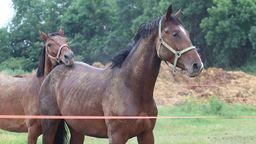 Lublin: Ruszyła budowa hipodromu i krytej ujeżdżalni Uniwersytetu Przyrodniczego [zdjęcia]