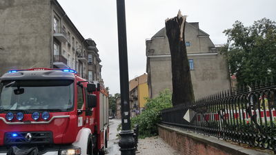 Zniszczony kasztanowiec biały, który rósł obok szpitala przy ul. Staszica.