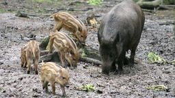 Myśliwi, policja, wojsko i drony. Ponad 5 tysięcy dzików do odstrzału w województwie lubelskim