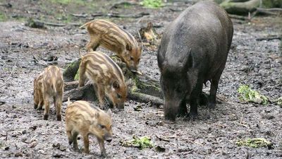 Myśliwi, policja, wojsko i drony. Ponad 5 tysięcy dzików do odstrzału w województwie lubelskim