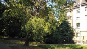 Dwie wierzby rosnące obok bloku przy Gorczańskiej 16 mają mieć mocno przycięte korony 