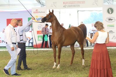 42. Narodowy Pokaz Koni Arabskich Czystej Krwi. Tym razem 142 wierzchowce