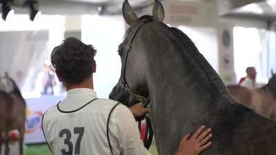 Aukcja koni w Janowie Podlaskim "Gości jest mniej"