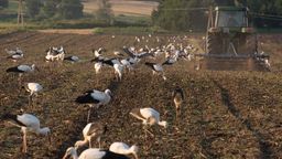Pole białe od bocianów. Ptaki przyleciały na jedzenie. Szykują się do odlotów