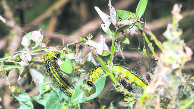 Monokulturowe uprawy ogrodowe są jak lasy gospodarcze. Jeżeli pojawi się tam jakikolwiek wyspecjalizowany roślinożerca - znajdzie tam warunki do burzliwego rozwoju