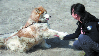 Chanti przywiązana do rury w kuchni. Była bita kiedy odwracała głowę w stronę jedzenia