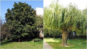 Kasztanowiec i wierzba przy ul. Różanej