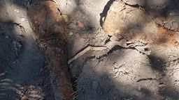 Niewybuchy granatów ręcznych z czasów II wojny światowej znalezione zostały podczas prac ziemnych w Białej Podlaskiej