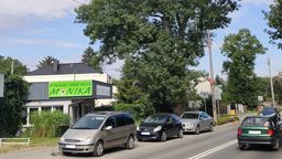 Jak wynika z badań dendrologicznych, jesion może mieć nawet 240 lat