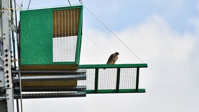 Jeden z dwóch sokołów na klatce adaptacyjnej (wieża przeciwpożarowa w Lubartowie)