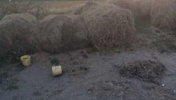 Lubelskie. W szczerym polu, łańcuchami uwiązane do bel słomy. Zaniedbane psy