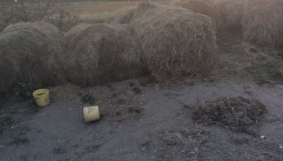 Lubelskie. W szczerym polu, łańcuchami uwiązane do bel słomy. Zaniedbane psy