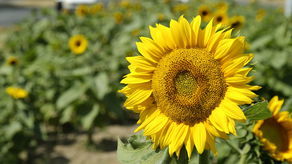 Słoneczniki będą pozdrawiać lubelskich kierowców. Jest ich ponad 60 tys.