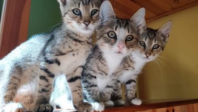 Podopieczni grupy Adopcje-Zamość. Jeszcze nie mają domów. To dla nich potrzebna jest karma  