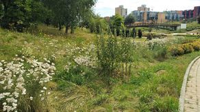 Łany białego krwawnika, kwitnący na żółto wrotycz, wysokie osty i pokrzywy, dziki szczaw oraz chrzan – takie rośliny zielne można oglądać w parku Jana Pawła II