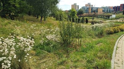 Łany białego krwawnika, kwitnący na żółto wrotycz, wysokie osty i pokrzywy, dziki szczaw oraz chrzan – takie rośliny zielne można oglądać w parku Jana Pawła II