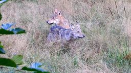 Lubelskie: Wilki czują się u nas świetnie. Ale trzeba mieć szczęście, żeby je zobaczyć