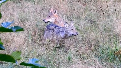 Lubelskie: Wilki czują się u nas świetnie. Ale trzeba mieć szczęście, żeby je zobaczyć