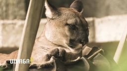 Najsłynniejsza puma w kraju zostaje w zoo. Były właściciel Nubii walczy dalej