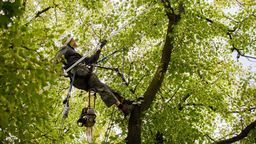 Drzewnych chirurgów przy pracy można było zobaczyć przy pracy na ul. Bieszczadzkiej, Kasprowicza, Trześniowskiej, Sławinkowskiej, Arnsztajnowej 