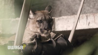 Puma Nubia nie wróci już do byłego właściciela? "To jest dramatycznie skrzywdzone zwierzę"