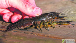 Rak marmurkowy rozmnaża się poprzez partenogenezę, czyli bez obecności samców.