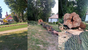 Wycinka 100-letniego pomnika przyrody. „Mnie tego drzewa jest szkoda najbardziej"