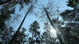 Bezśnieżne zimy są szczególnie problematyczne dla świerków, które są drzewami zimozielonymi, więc również zimą potrzebują wody