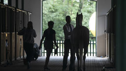 NIK: Kondycja finansowa stadnin coraz gorsza. Oceniają też warunki w hodowli koni w Janowie Podlaskim