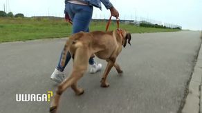 Porzucone psy na skraju śmierci głodowej. „To były poruszające się siłą woli zwłoki”