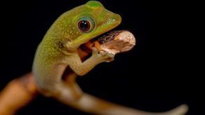 Radny Lublina chce nowego miejsca dla węży, waranów i pająków