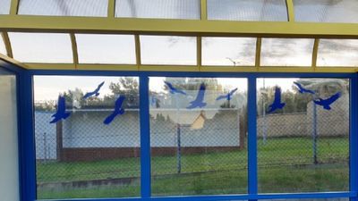 Przezroczyste powierzchnie wiat przystankowych okazały się pułapką dla ptaków. Ilość kolizji mają zmniejszyć naklejki prezentujące sylwetki drapieżników