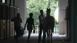 Nowe śledztwo w sprawie stadniny w Janowie Podlaskim. Chodzi o wyrządzenie znacznej szkody majątkowej