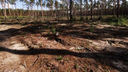 Zdjęcia zrobione przez naszego Czytelnika w lesie koło Górecka Kościelnego