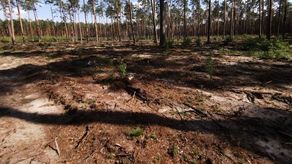 Zdjęcia zrobione przez naszego Czytelnika w lesie koło Górecka Kościelnego