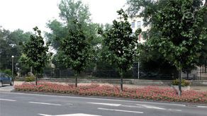 Krakowskie Przedmieście. Urząd chce tu zlikwidować większość miejsc parkingowych. Miejsce samochodów mają zająć rabaty z różami i szpaler 13 lip